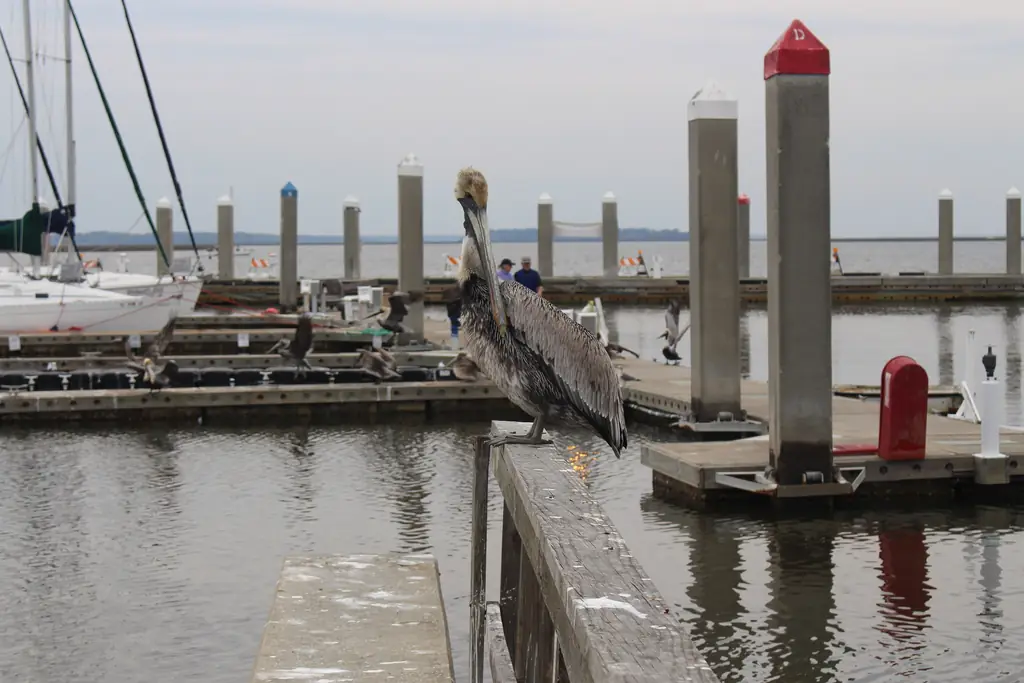 Brown pelican perched on a dock rail at a marina on the Amelia River in Fernandina Beach, with floating docks and pilings behind